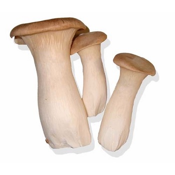Белый степной гриб (Еринги)