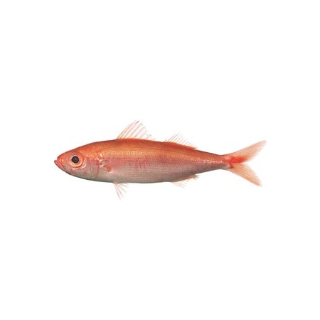 Рыба копченая Красноглазка - рецепт автора kuxnaydoma