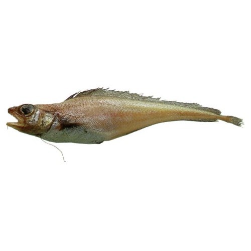Рыба лемонема